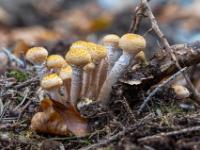 Gruppe kleiner orangegelber Pilze am Waldboden